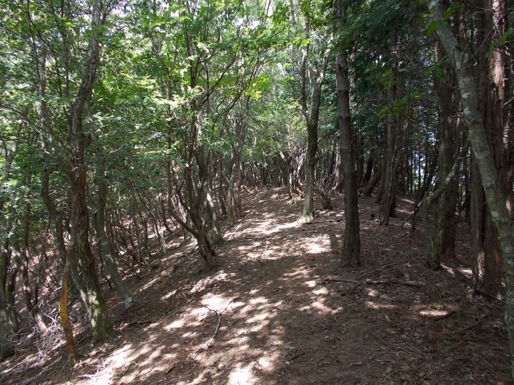 11：21　登り返してすぐに歩きやすい尾根になります。800ｍの空中回廊ですね。風が涼しくて気持ちいいです。