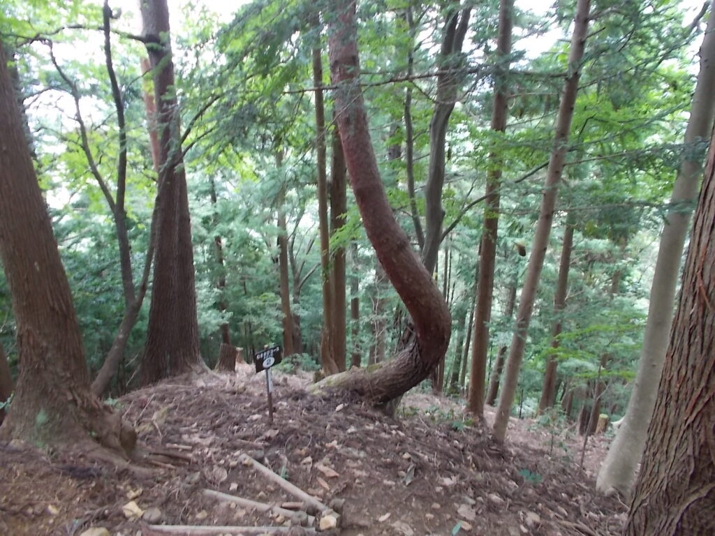 10：48　大きく曲がった松の木。ところどころ案内板があって安心です。見所が書いてあります。