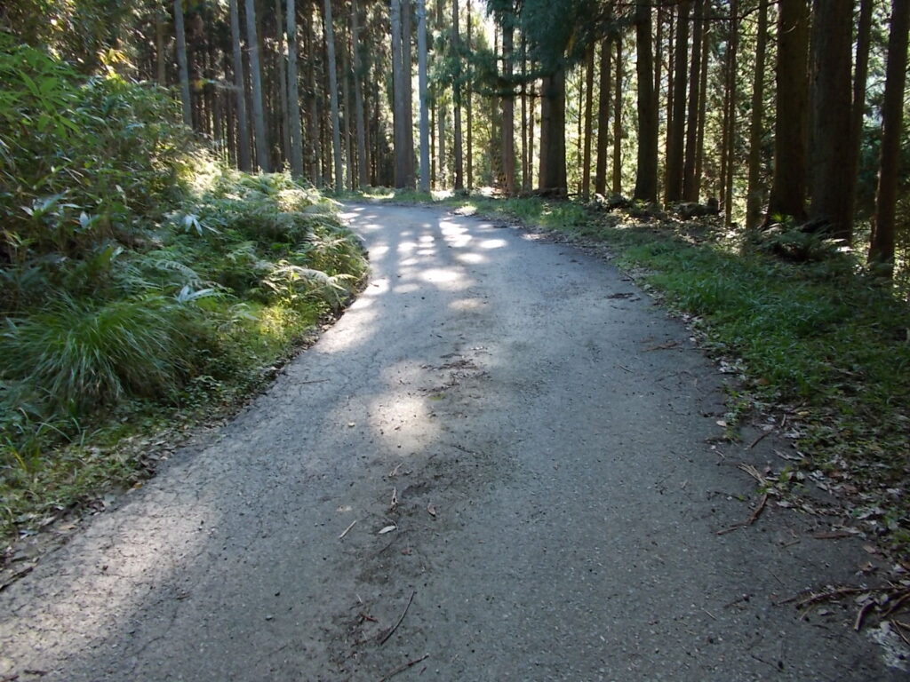 9:25歩きやすい林道。時々急な登りになります。