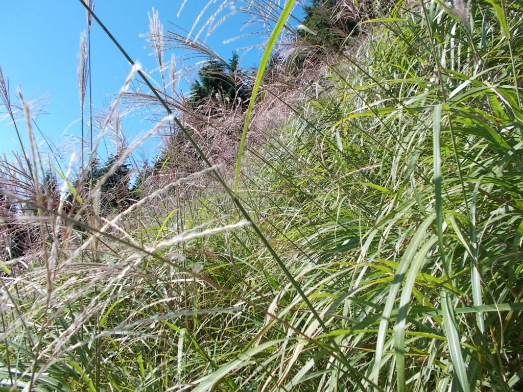 10:06 ようやく明るいとこに出ましたが、ススキの大群です。