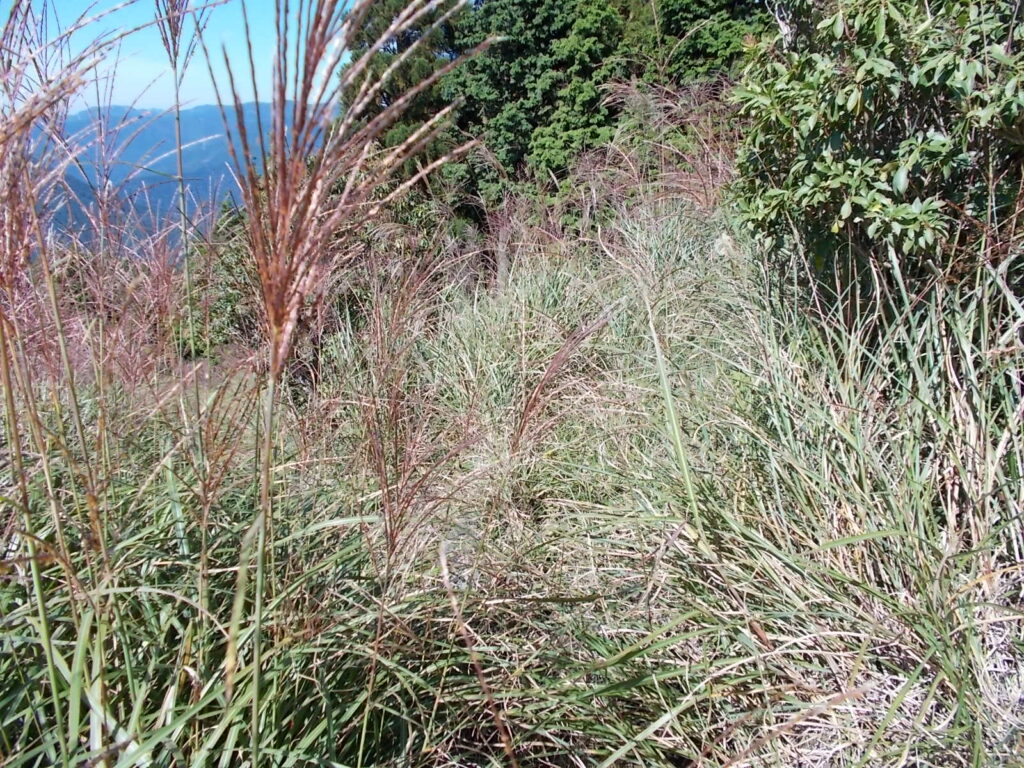 10:18 ススキをかき分け進みます。