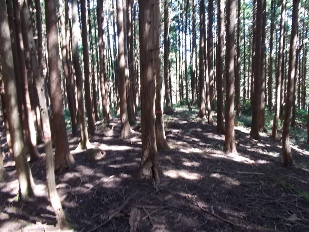 10:29 歩きやすい尾根の道筋。900mの空中回廊です。が、残念ながら景色はもひとつです。