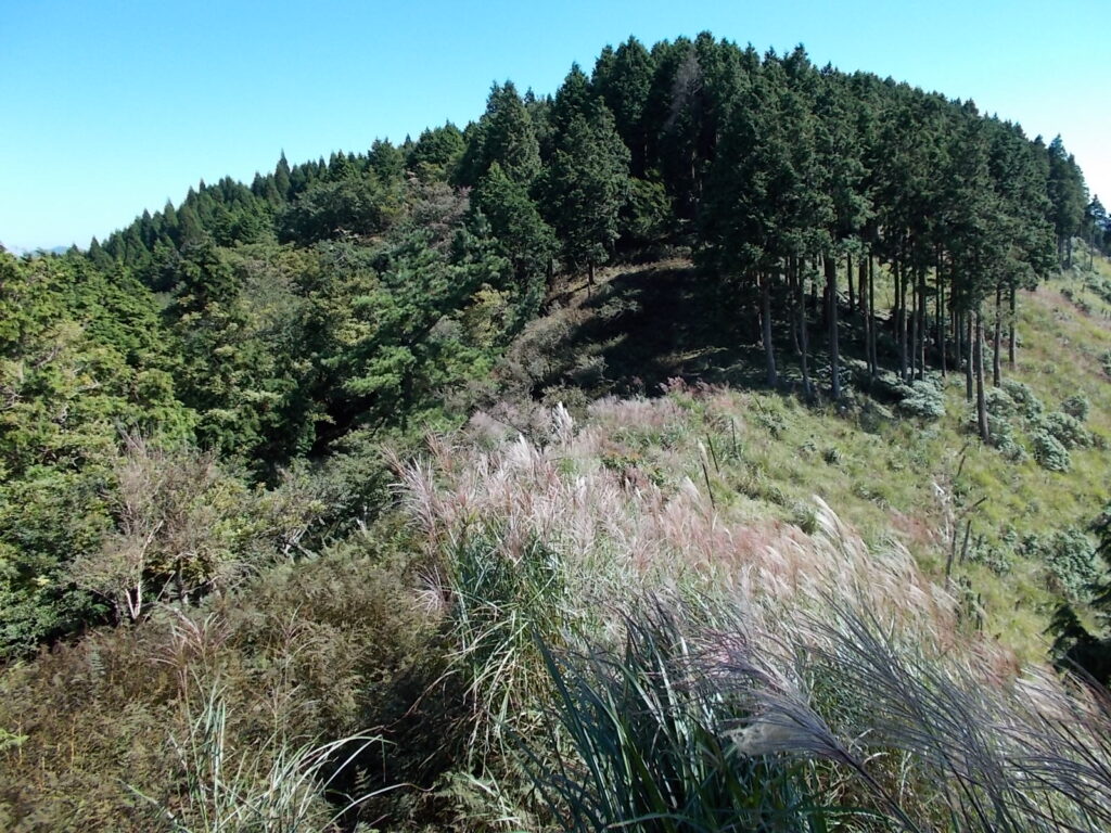 10:36 いったん下って、次のピークを目指します。途中は背の高いススキの群生です。足下に倒木とかがあるので、ご注意を。