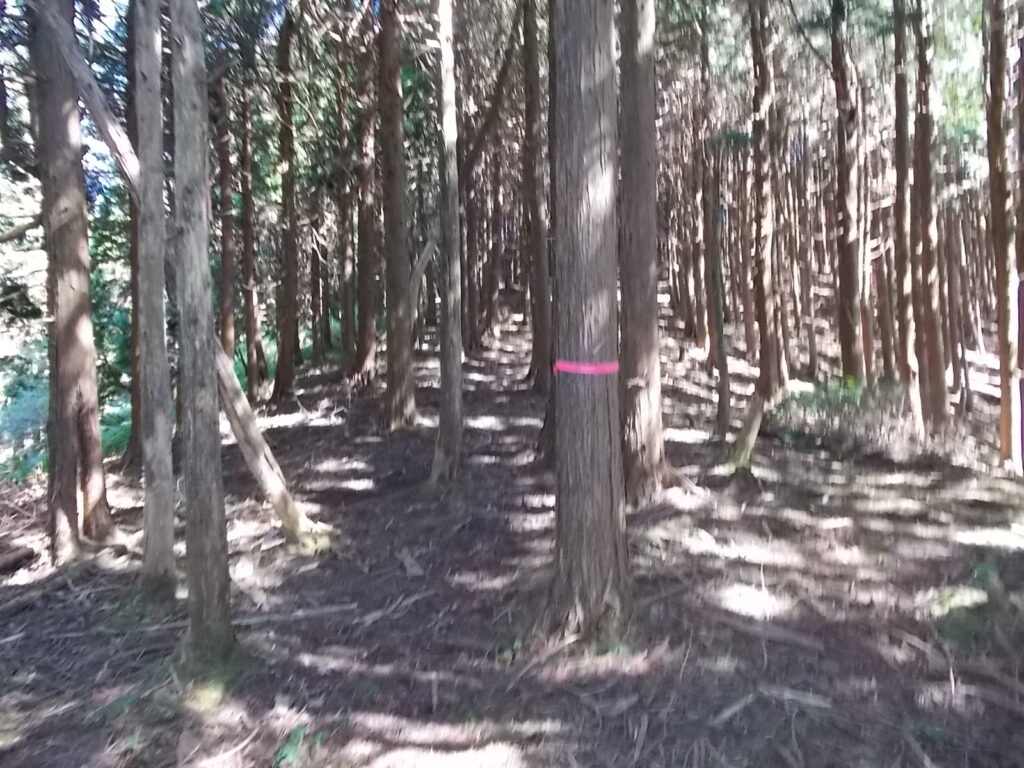 10:40 ひたすらピンクのテープを追います。