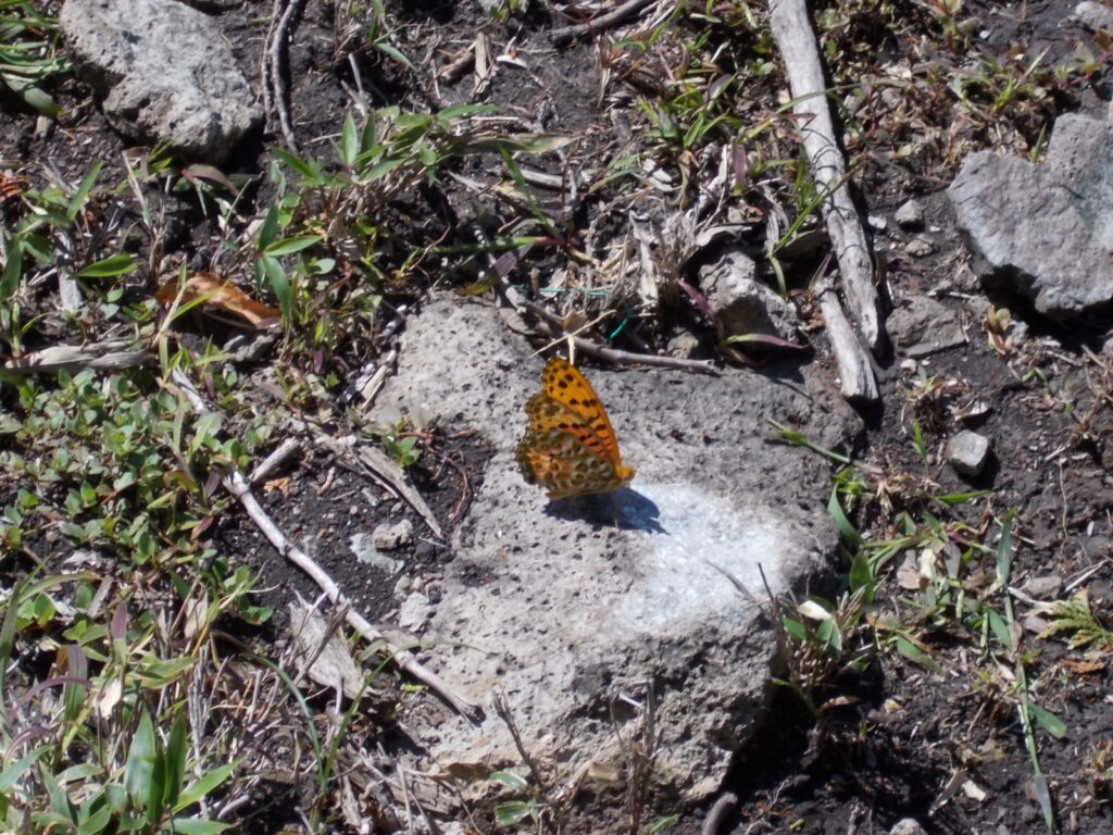 12:21 山頂にいたタテハです。