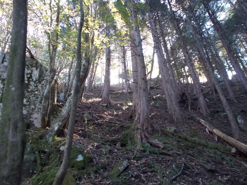 11:04 尾根に出たようです。