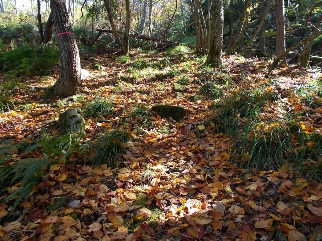 11:13 紅葉の絨毯ですが、このあたりで道に迷ういました。尾根に出ようと登ったのですが、そこは支尾根で(頑張って登ると弘法の池に出るようです)した。少し戻ってさがすと左手にピンクのテープがありました。