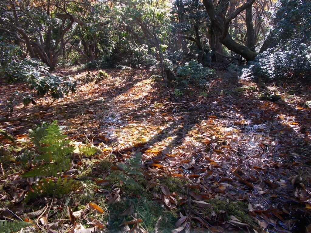 11:18 分岐からすぐの弘法の池。落ち葉が多くてよくわかりません。小さな水たまりですね。