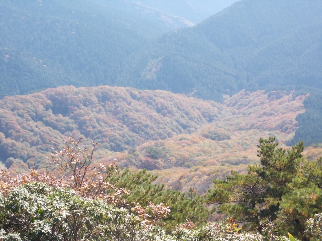 11:27 紅葉の様子。かなり白っぽくうつっちゃってますね。