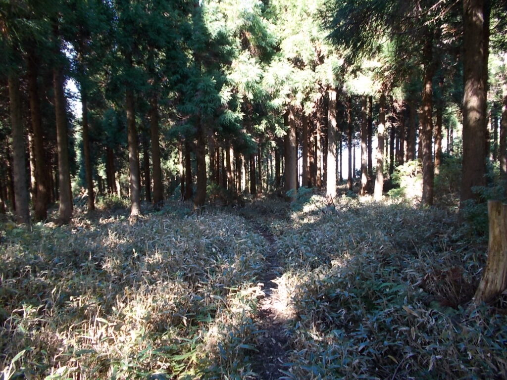 11:54 笹の多い道を進みます。