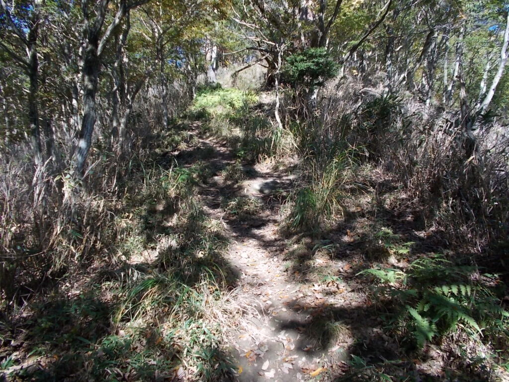 10：32　歩きやすい登山道ですが・・・、だんだんときつくなっていきます。