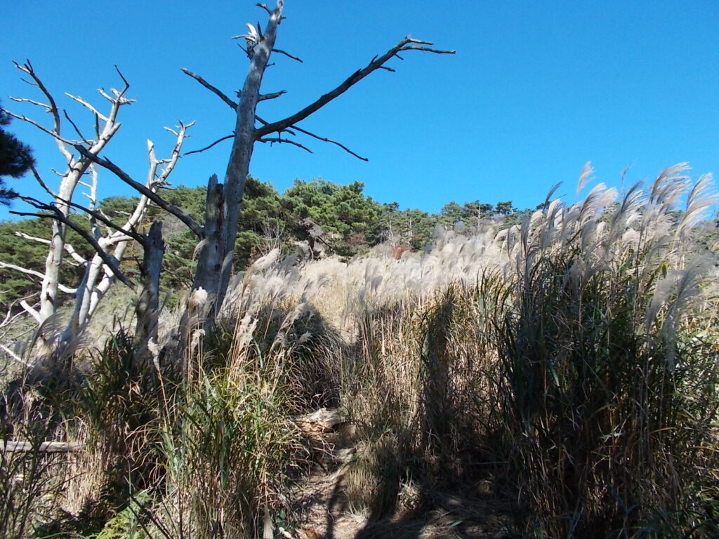 10：40　登り切ると、すすきの海に出ます。