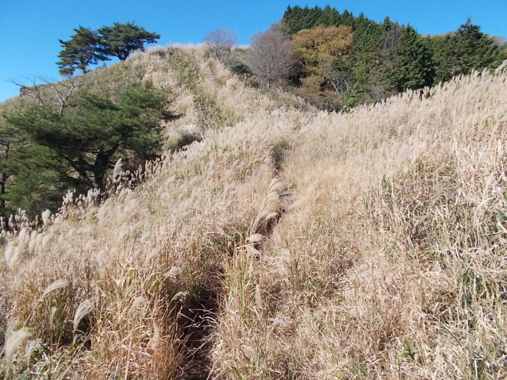 10：53　まだまだススキが原が続きます。