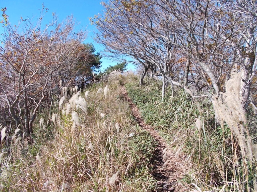 11：00　木が多くなってきました。