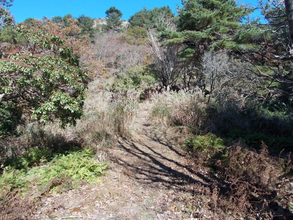 11：07　この辺りは緑の葉が多いです。