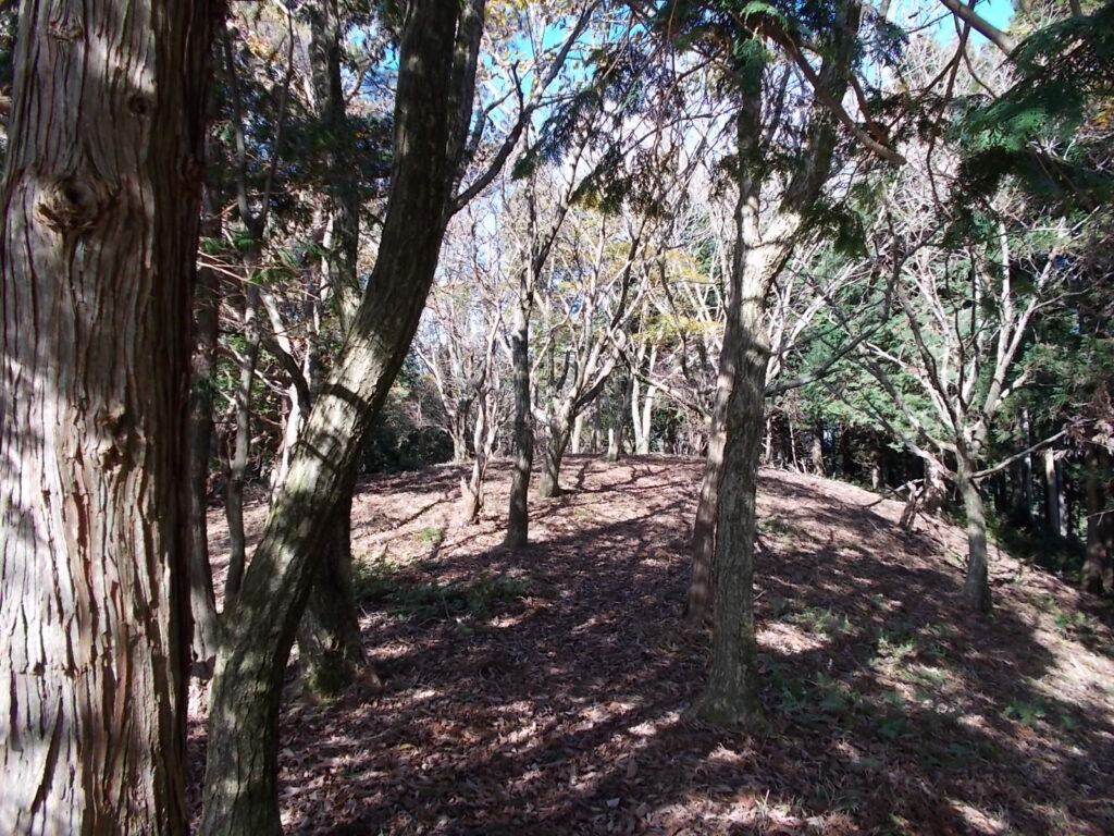 11：13　今度は雑木帯の中を歩きます。歩きやすいです。でも夏は暑いだろうなあ。