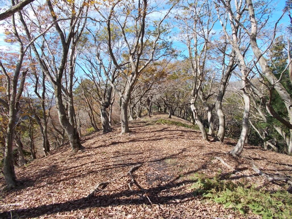 11：16　広い尾根筋