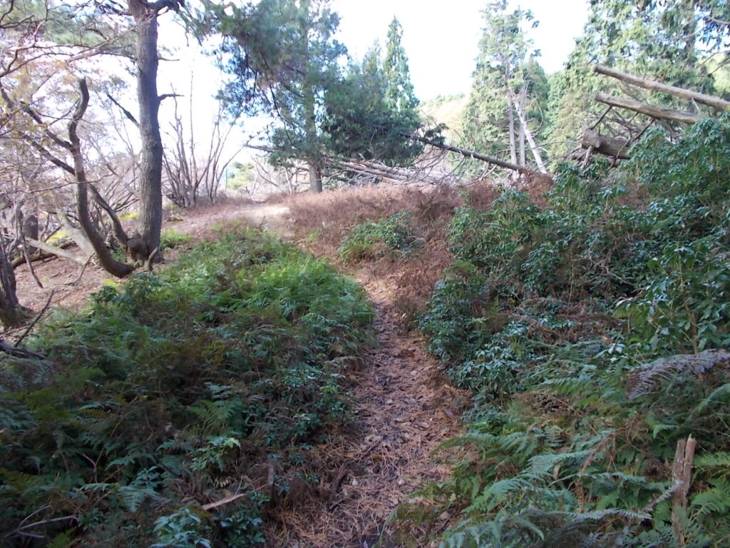 11：24　シダが多くなってきました。