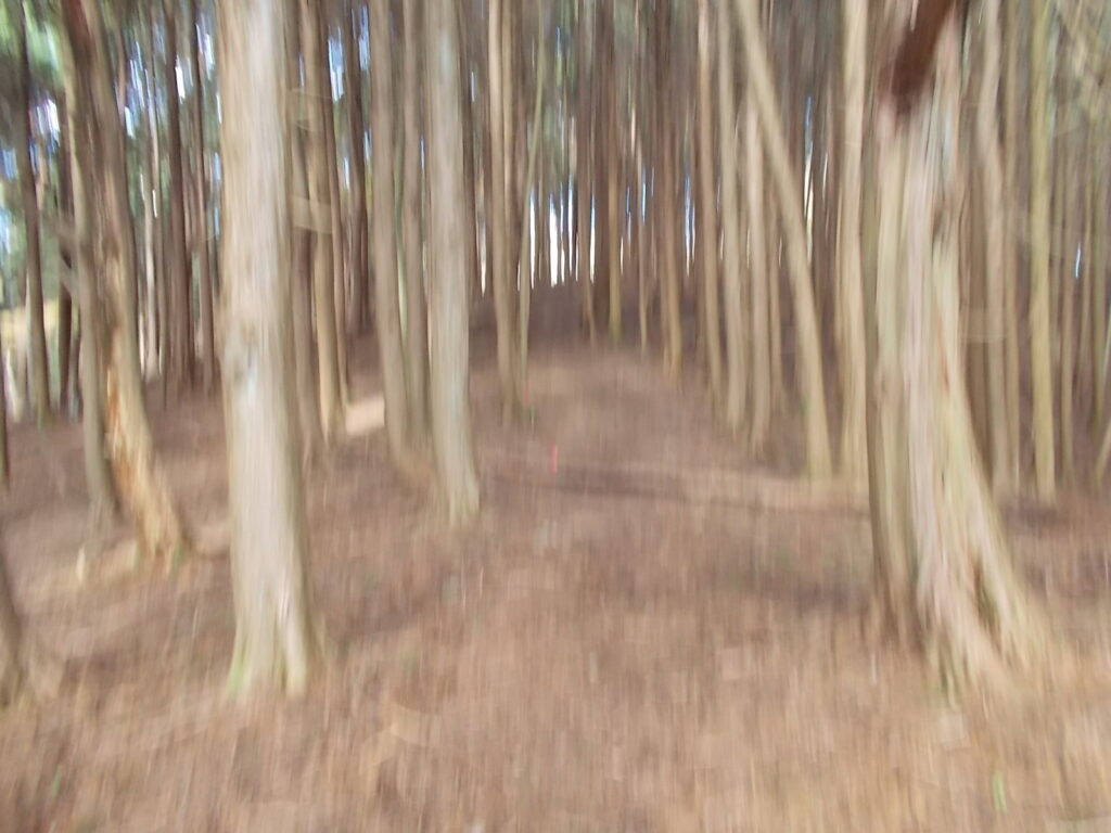 11：26　人工林の中を進みます。ちょっとピンぼけですね。