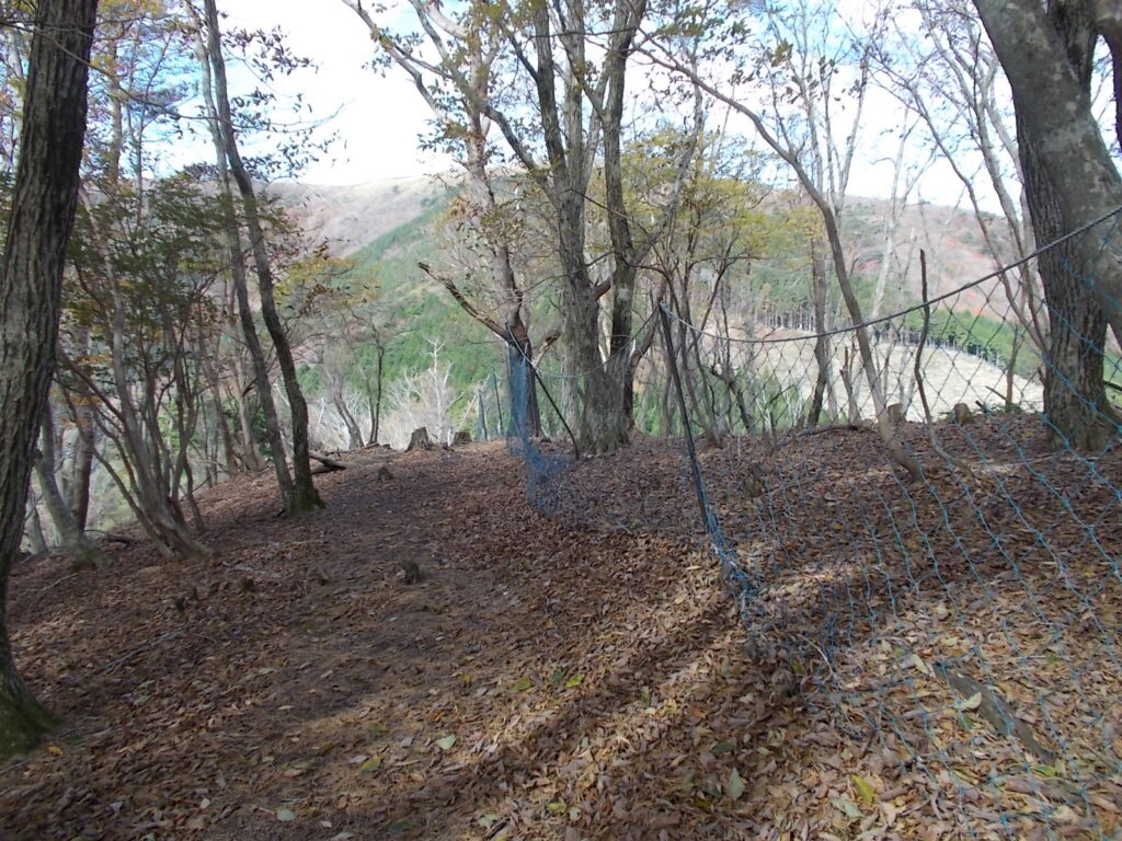 11：29　林を出ると歩きやすい尾根です。こんなのの繰り返しです。