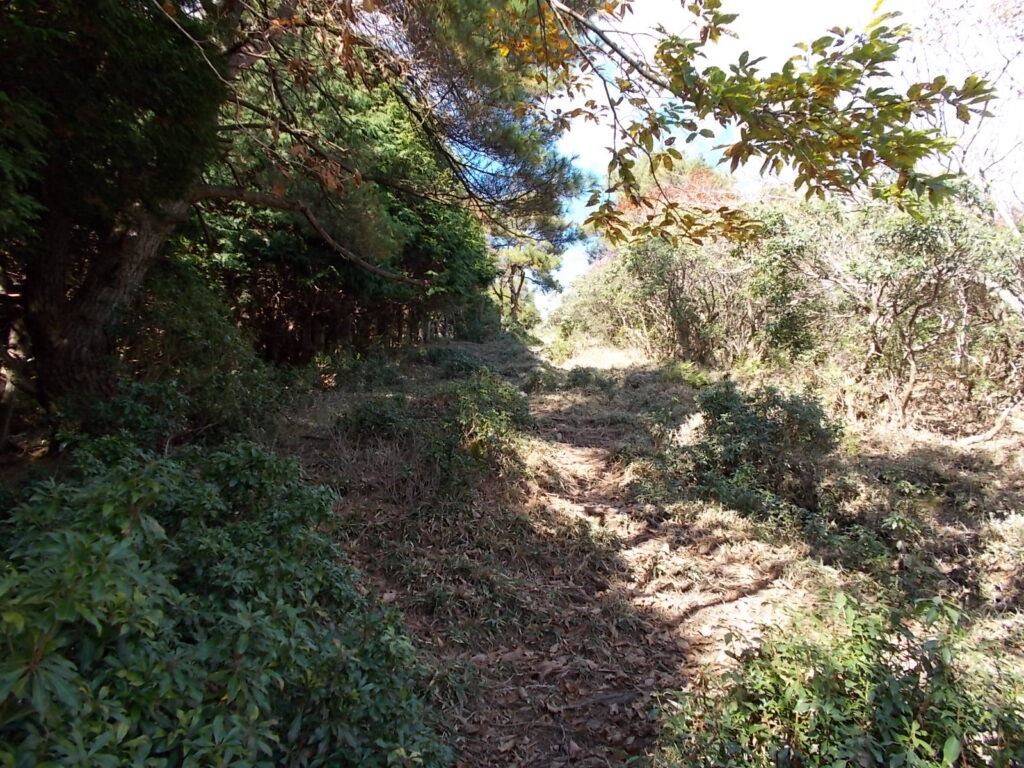 11：42　かなり木が茂ってます。このあたりの見晴らしは良くありません。