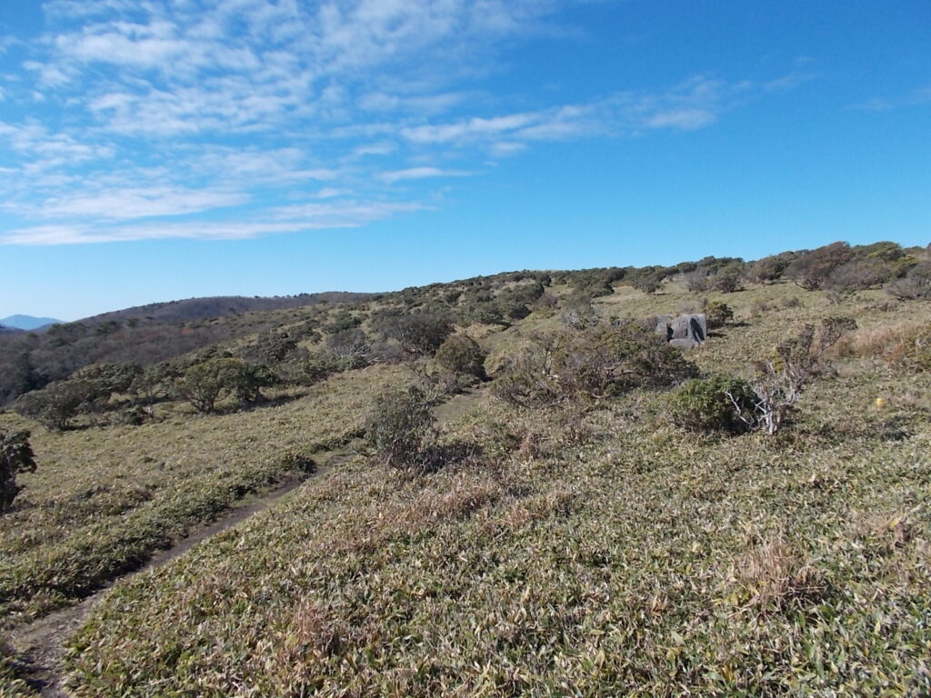 11：50　ここからはほぼ平らな笹原を歩きます。