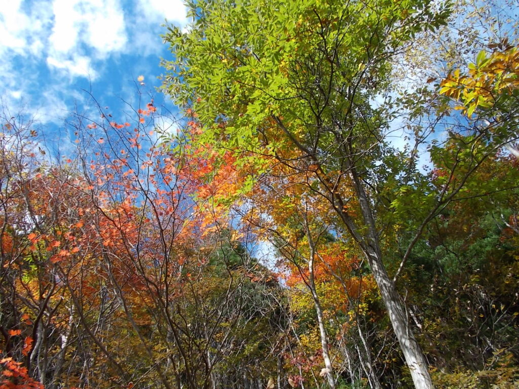 13：44　少し進んだところの紅葉。なかなかカラフルです。