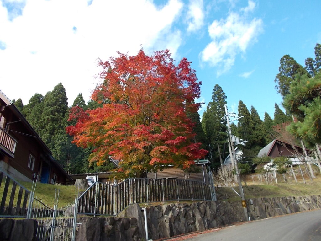 14：22　きれいな紅葉です。