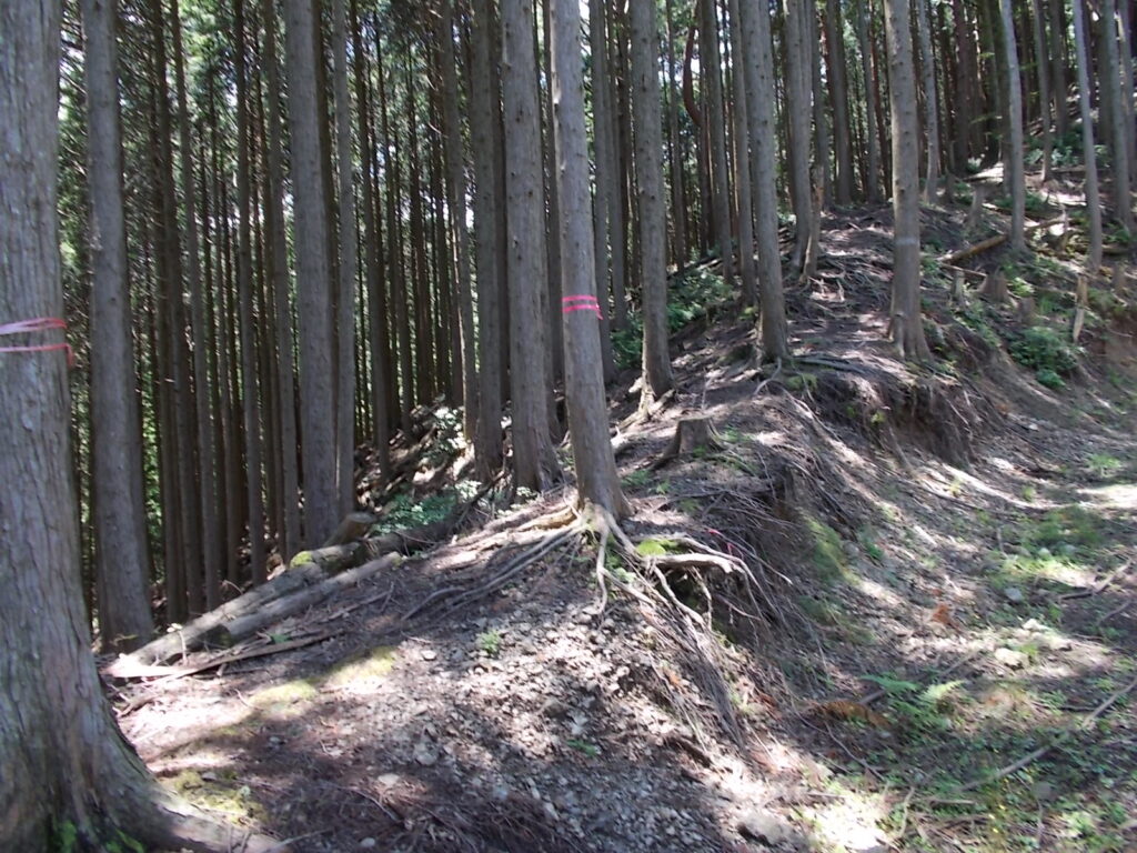 12：00　ここで登山道へ合流。林道はここから右へ迂回していきます。