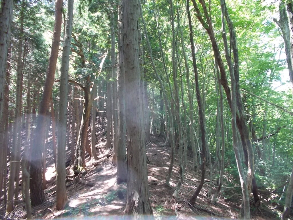 12：05　右は自然林、左は人工林の尾根を歩きます。