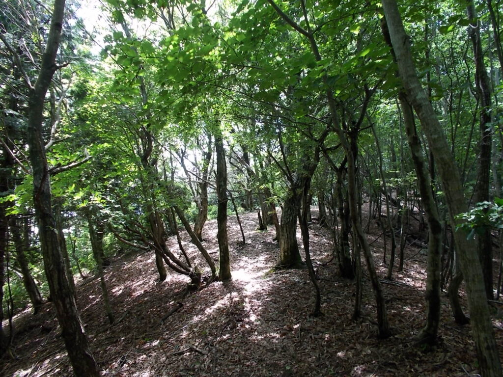 12：17　自然林が多くなってきました。