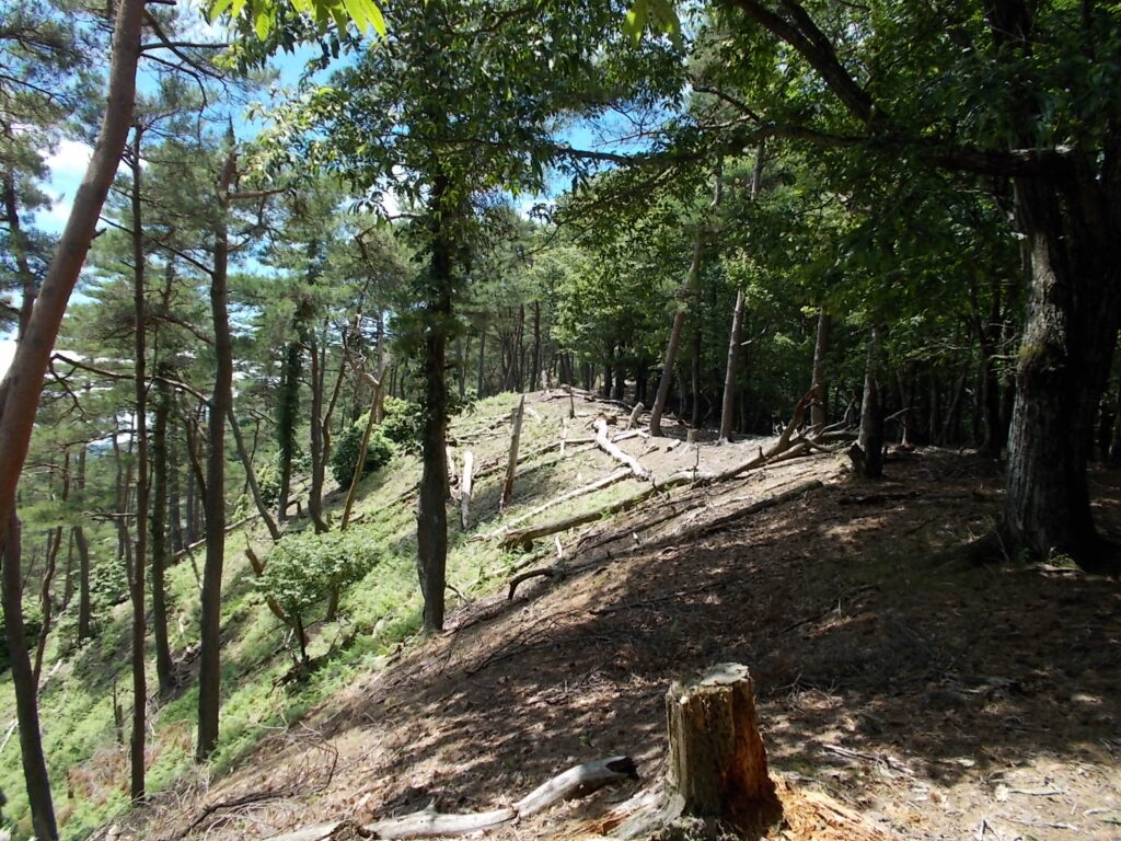 12：19　ゆるやかで日当たりの良い稜線。