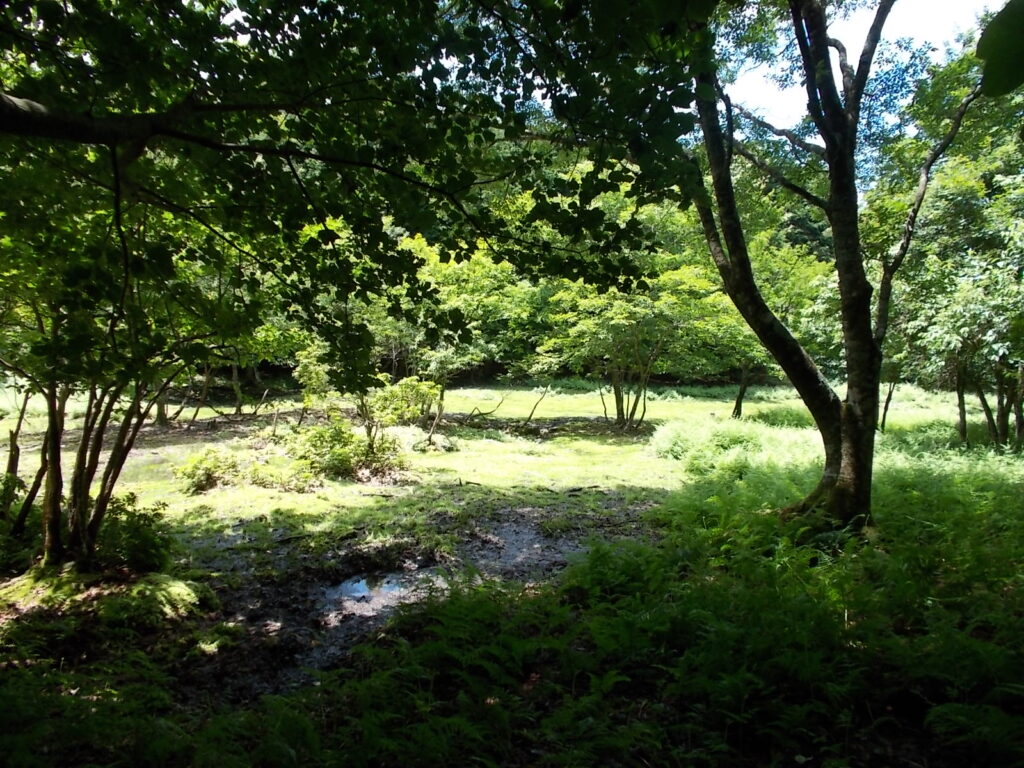 12：27　少し戻り右へ下りていくと湿地がありました。
