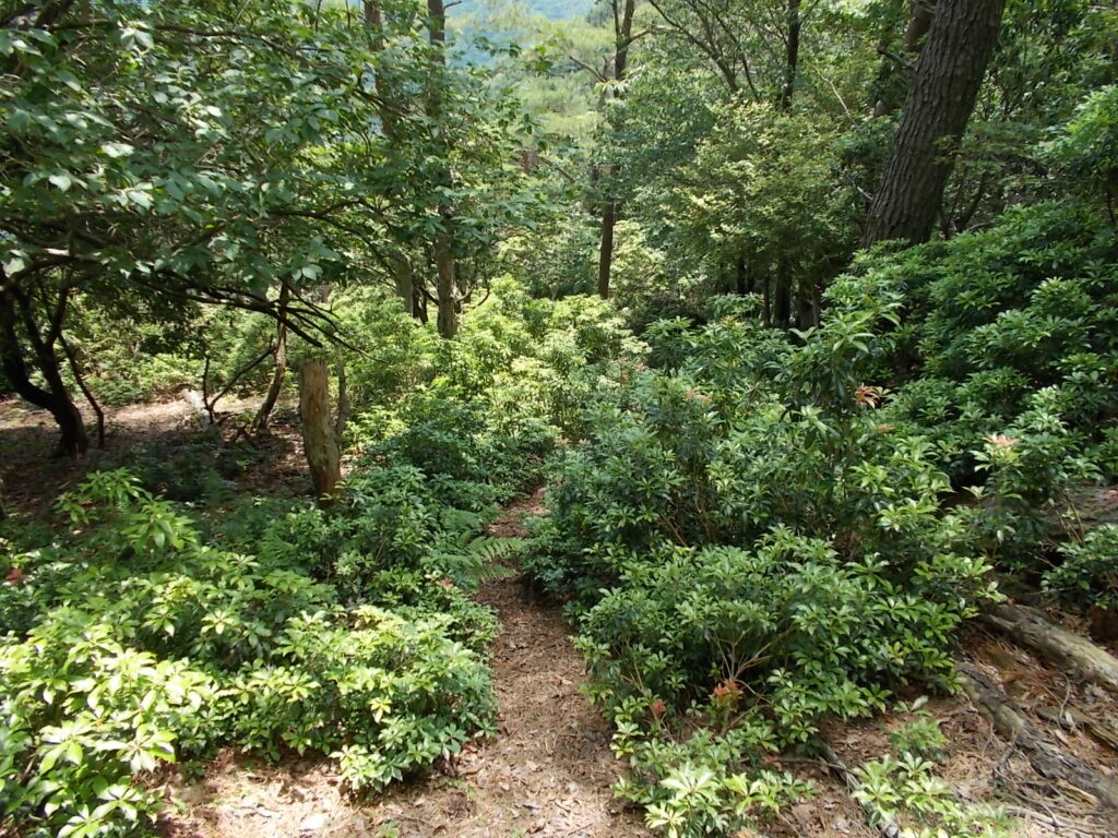 12：50　馬酔木がたくさん生えています。