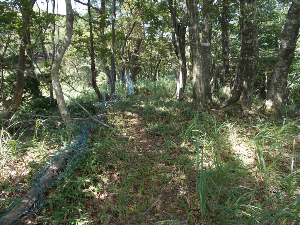 12：46　登り切ると上の尾根に出ます。あとは尾根筋に従って進むだけ。