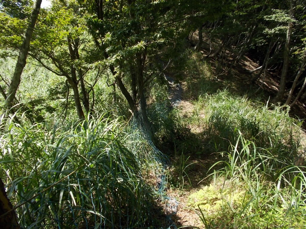 12：47　しばらくはススキとの格闘が待っています。右への迂回ルートもあります。