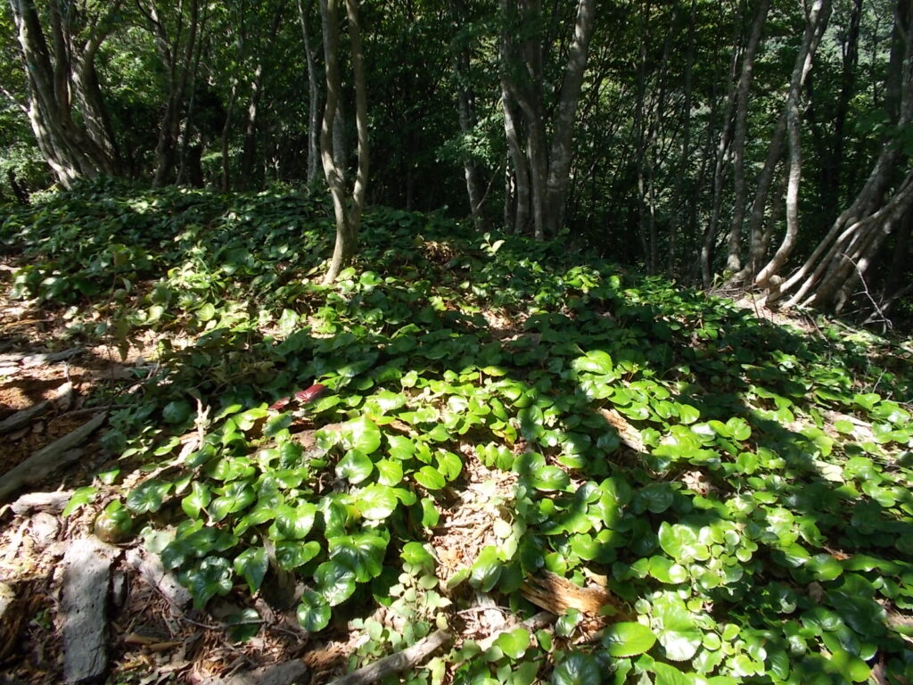12：52　ススキから逃れるとイワカガミの群生地に入ります。