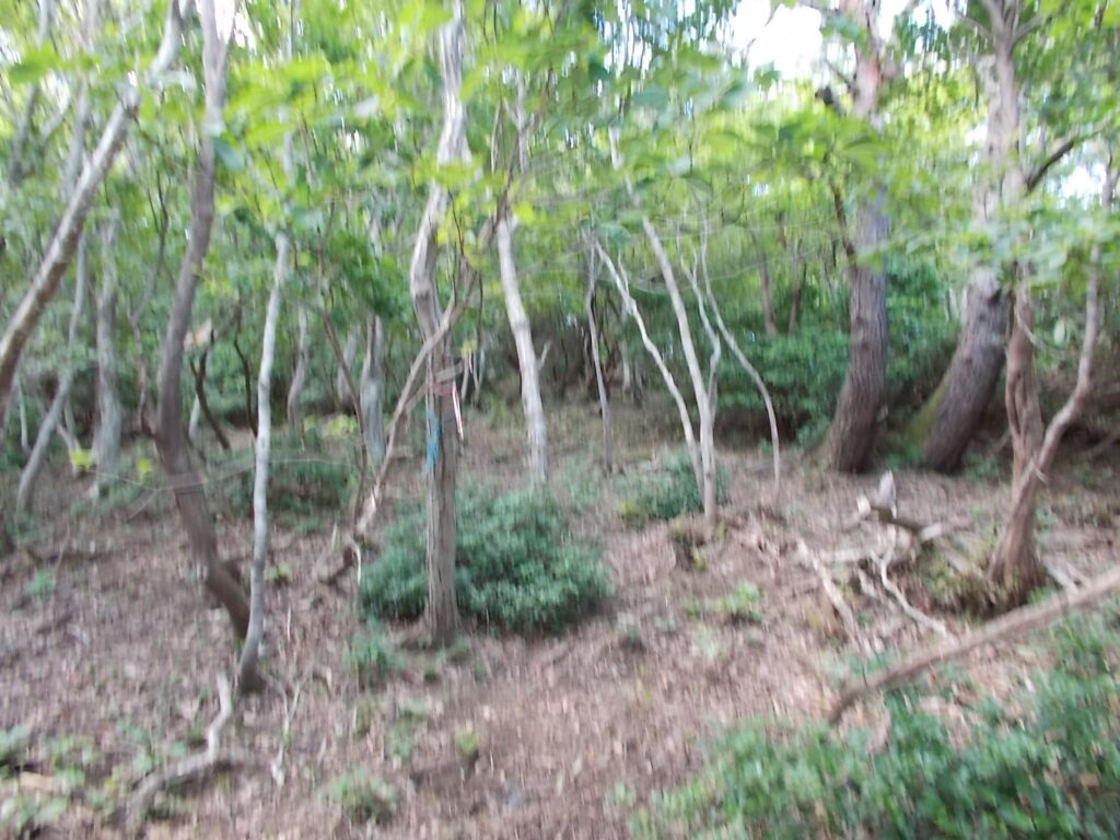 13：00　自然林の尾根筋。紅葉がきれいそうです。