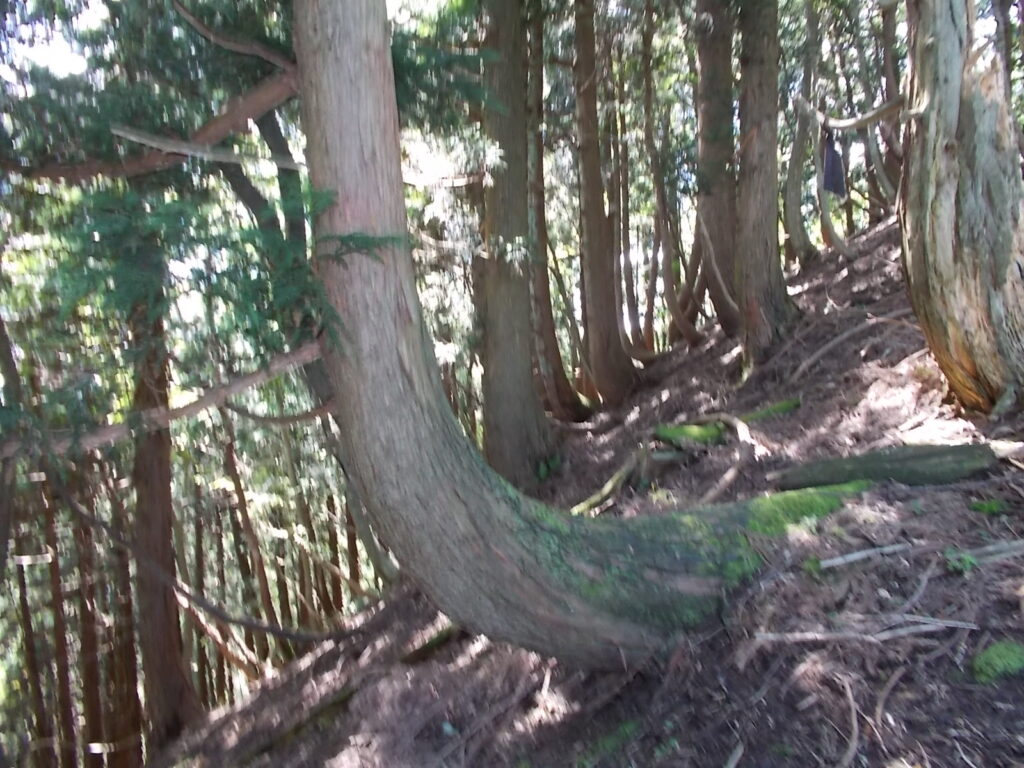 13：13　大きく曲がった木。雪が多そうです。
