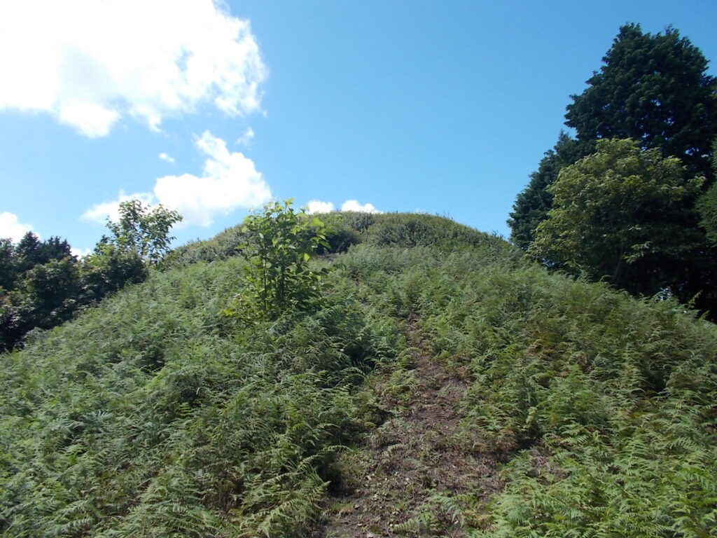 13：16　人工林を抜けると明るいシダだらけの場所に出ます。そのあと金糸梅の群生地になります。山頂まであとわずか。