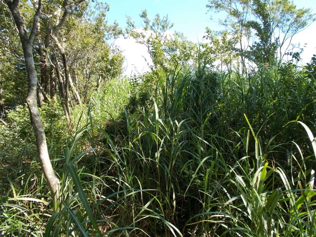 13：50　ススキが原に戻ってきました。