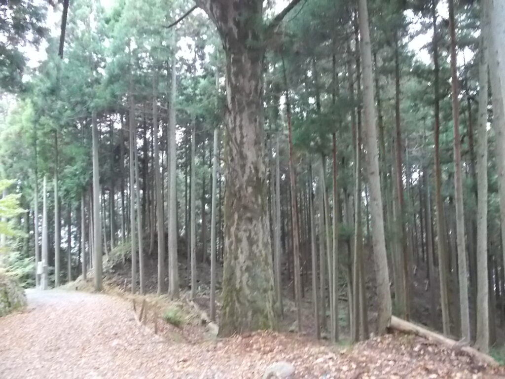 11：22　大きな木がありました。