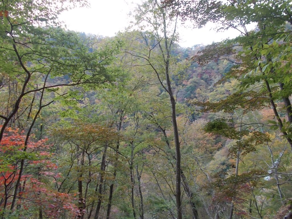 12：33　さらに登ったところの紅葉