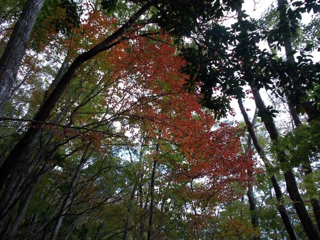 12：54　赤い葉はきれいに色づいています。