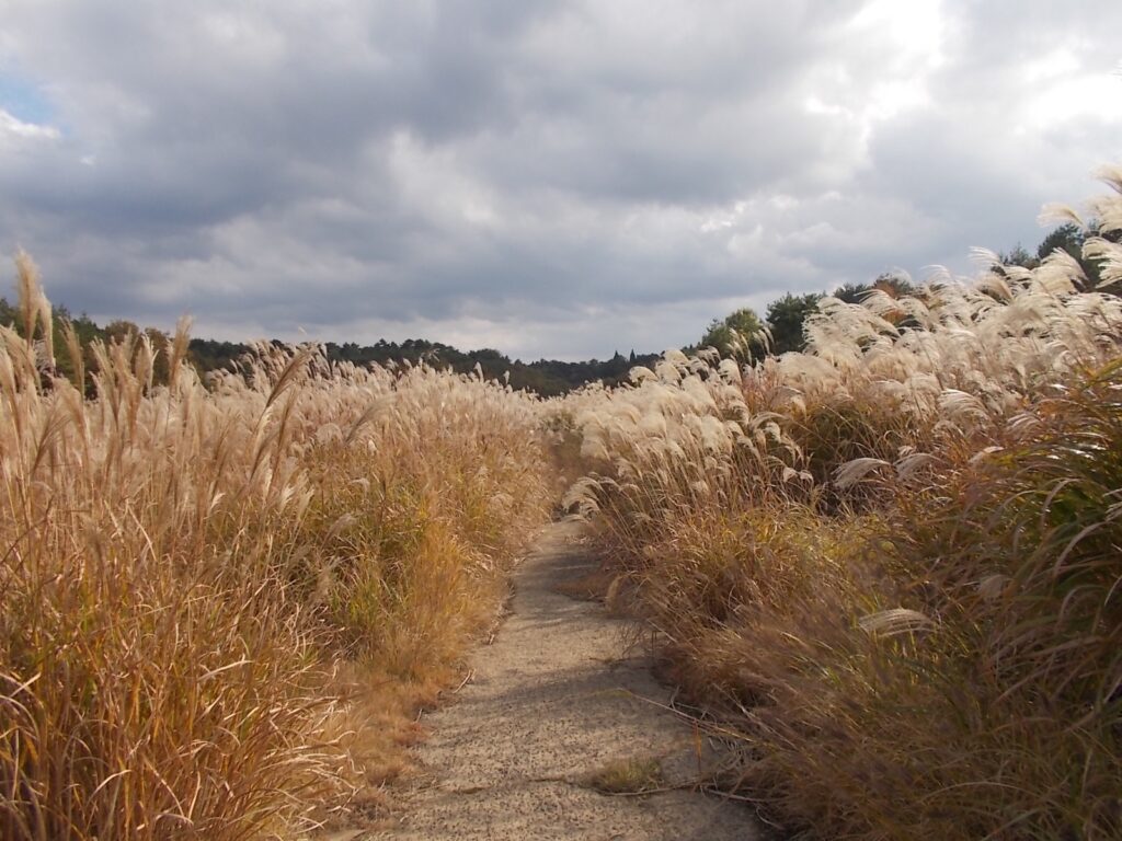 13：56　ススキがきれいに光っています。