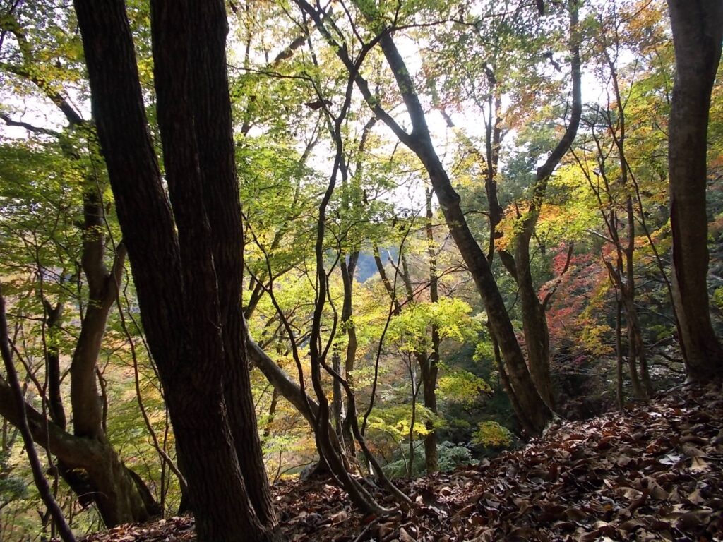 14：18　日が当たって紅葉がきれいになりました。