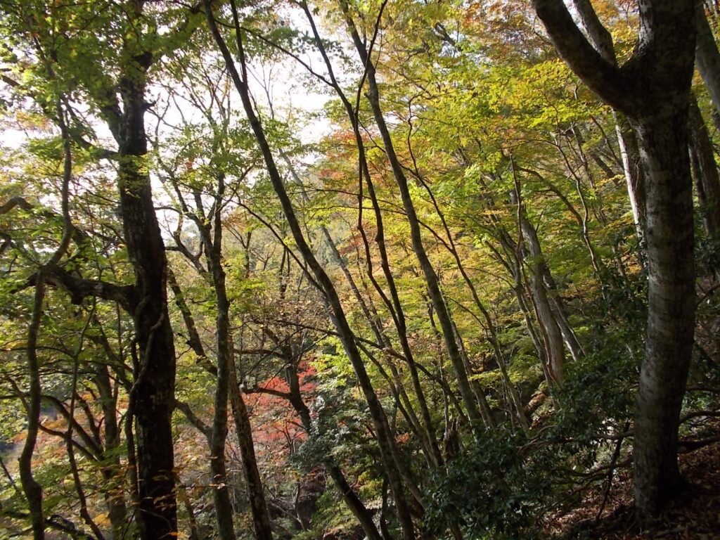 14：19　天滝へおりる途中の紅葉
