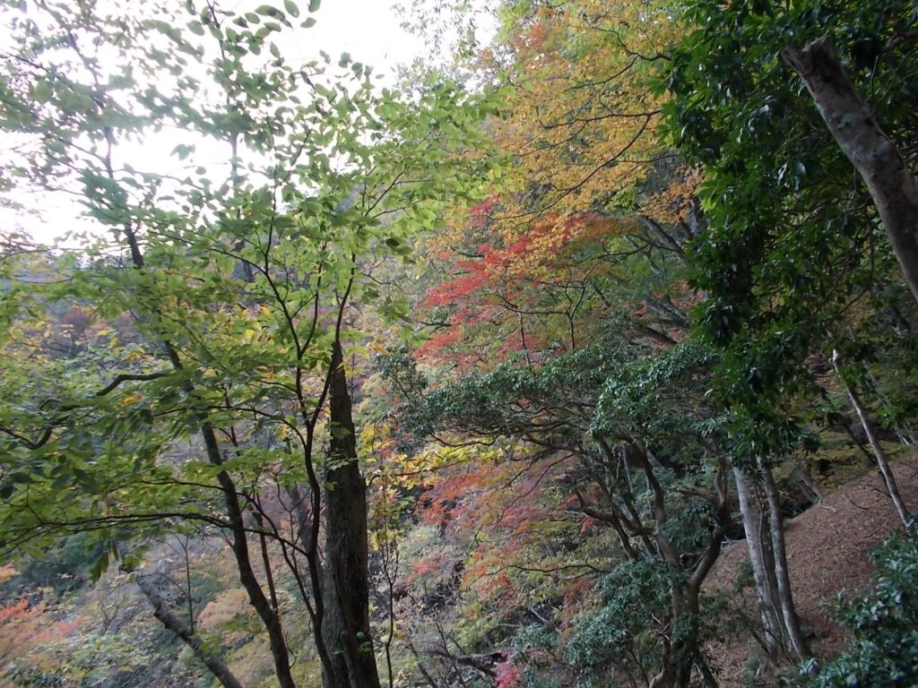 14：21　天滝へおりる途中の紅葉