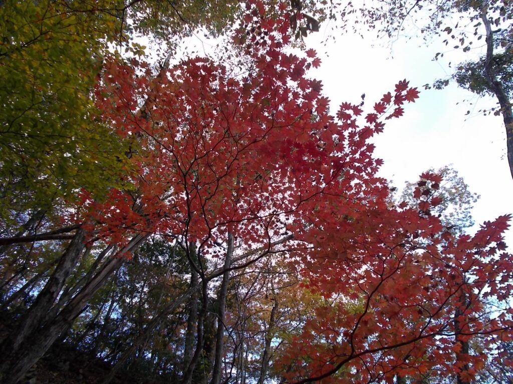 14：25　やはり赤はきれいです