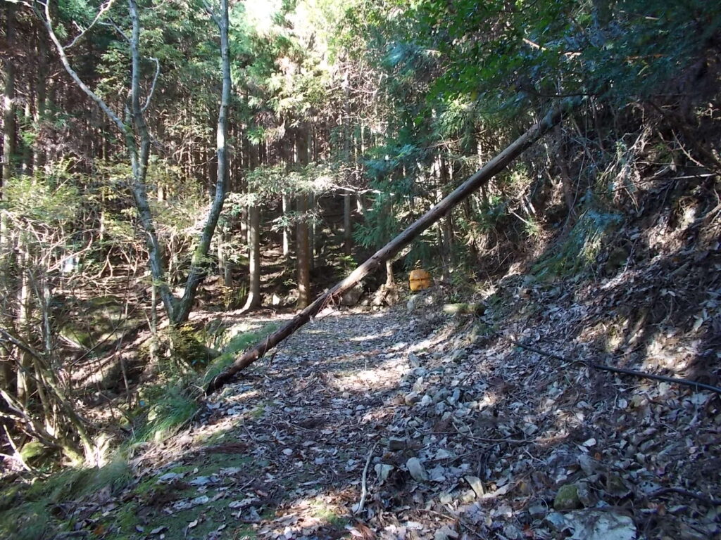 10：02　倒木がありますが、たいして邪魔にはなっていません。